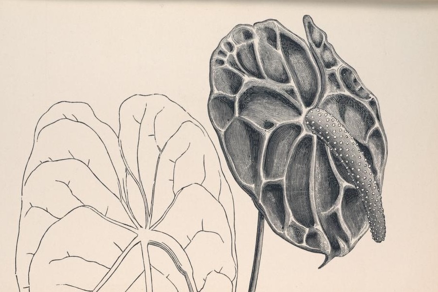L'Illustration horticole 第 27 卷第 382 图（1880）· Anthurium Andreanum，J. Linden