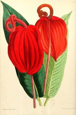 Anthurium Scherzerianum, The Floral Magazine Plate 349 (1867)