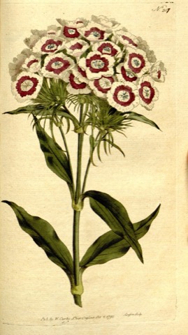 Dianthus barbatus, Curtis's Botanical Magazine 207 (1793)