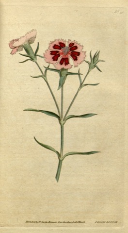 Dianthus chinensis, Curtis's Botanical Magazine 25 (1787)