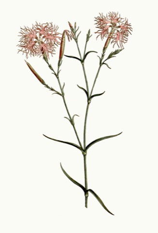 Dianthus superbus, Curtis's Botanical Magazine 297 (1795)