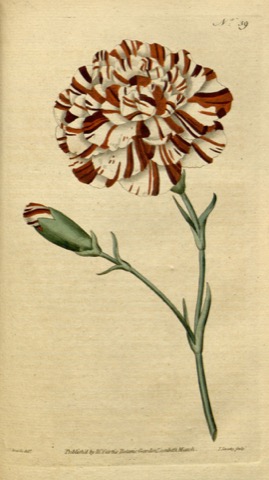 Dianthus caryophyllus, Curtis's Botanical Magazine 39 (1788)