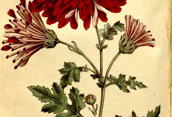 Curtis's Botanical Magazine 第 327 图（1796）· 当时称 Chrysanthemum indicum 的重瓣栽培菊
