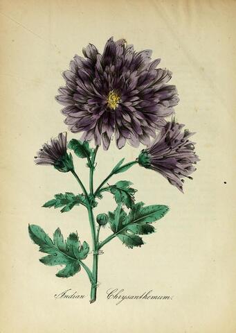 Indian Chrysanthemum, The American Flora pl. 1 (1855)