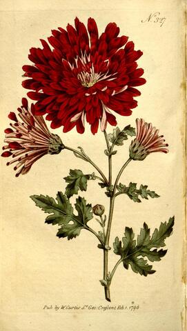 Chrysanthemum indicum (in text), Curtis's Botanical Magazine 327 (1796)