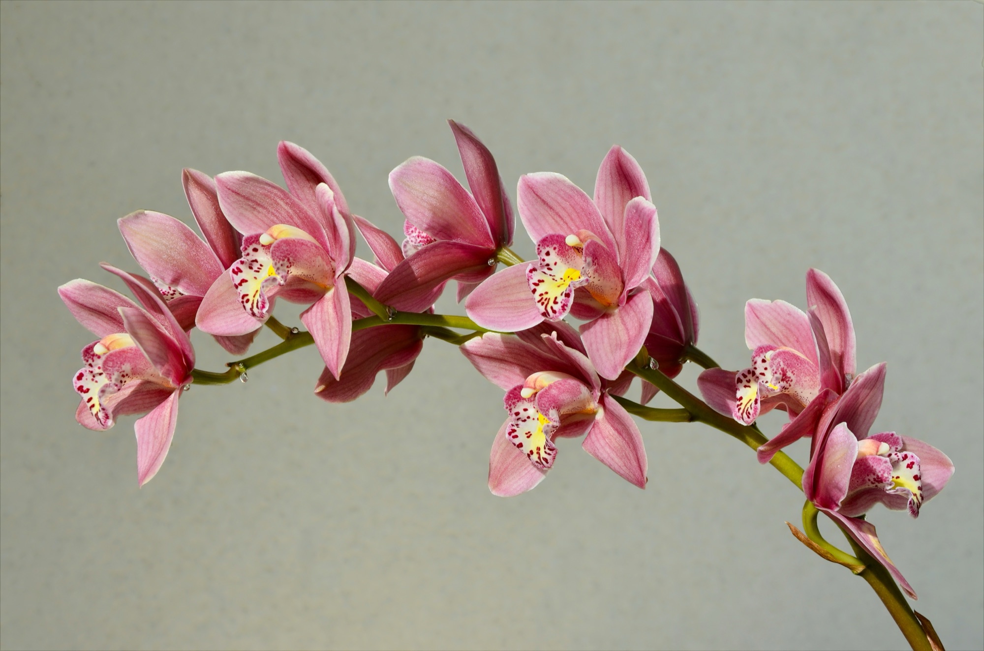 粉色大花蕙兰花序