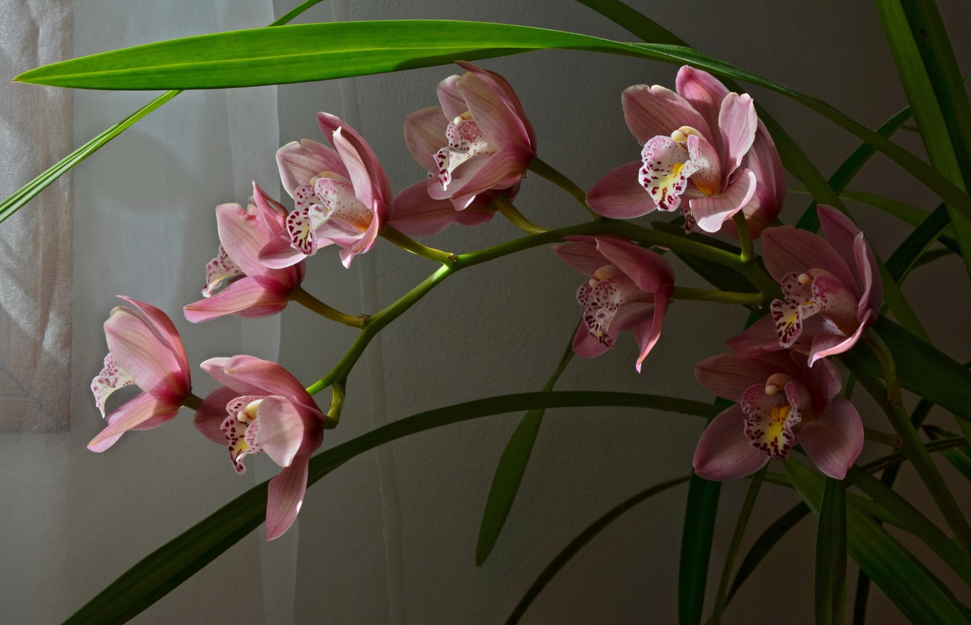 粉色大花蕙兰 · Cymbidium 杂交品种的花序与叶