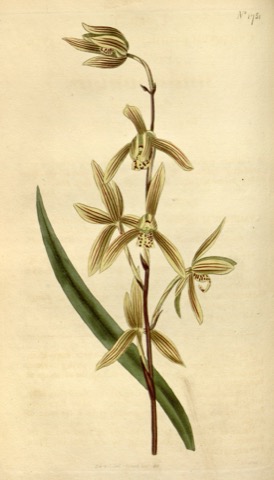 Cymbidium ensifolium, Curtis's Botanical Magazine 1751 (1815)