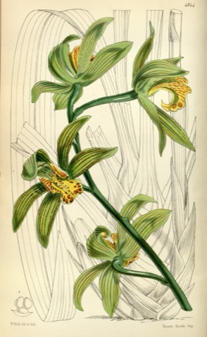 Cymbidium giganteum, Curtis's Botanical Magazine 4844 (1855)