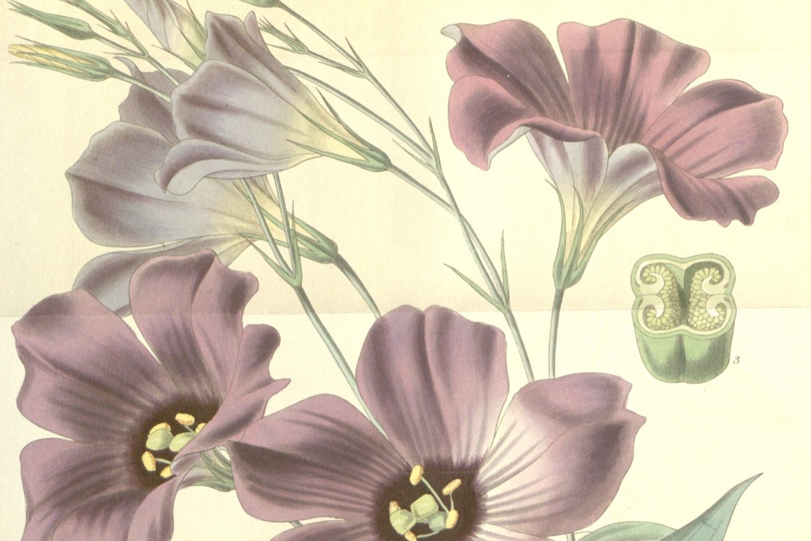 Curtis's Botanical Magazine 第 3626 图（1838）· Lisianthius russellianus（今 Eustoma russellianum），W. Fitch 绘，Swan 刻