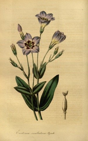 Eustoma exaltatum Griseb., Flore des serres et des jardins de l'Europe  (1845)
