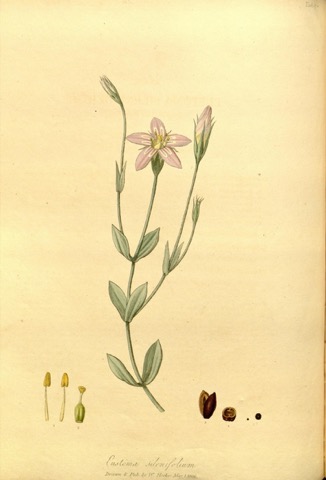 Eustoma silenifolium, The Paradisus Londinensis Tab. 34 (1806)