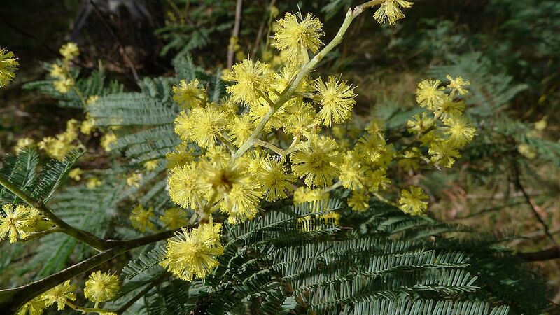 Mimosa (Acacia dealbata) (Acacia dealbata)