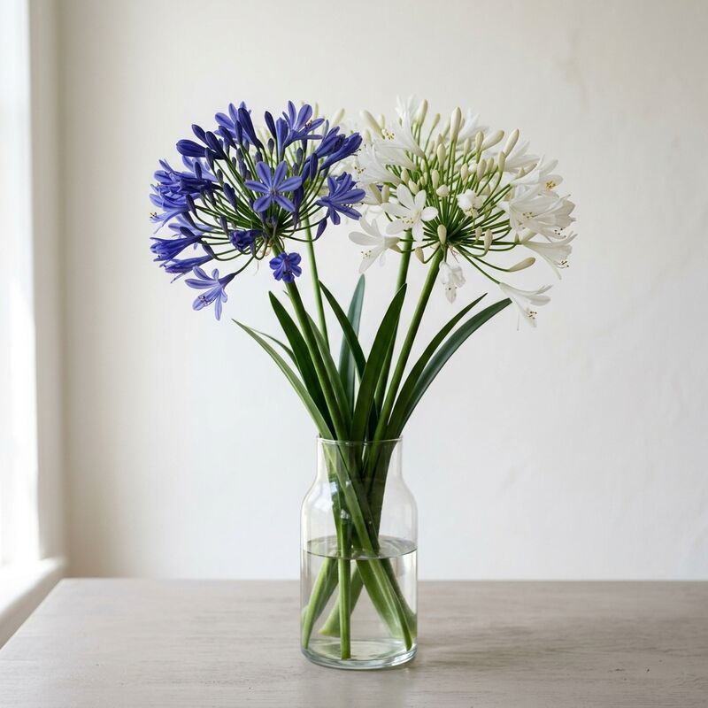 Schnittstiele von Schmucklilie (Agapanthus) (Agapanthus praecox) in einer Glasvase