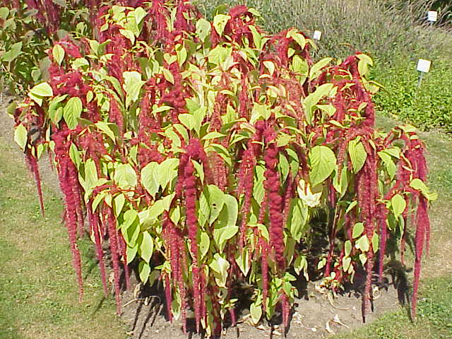 Liebeslügenbluten (Amaranthus caudatus)