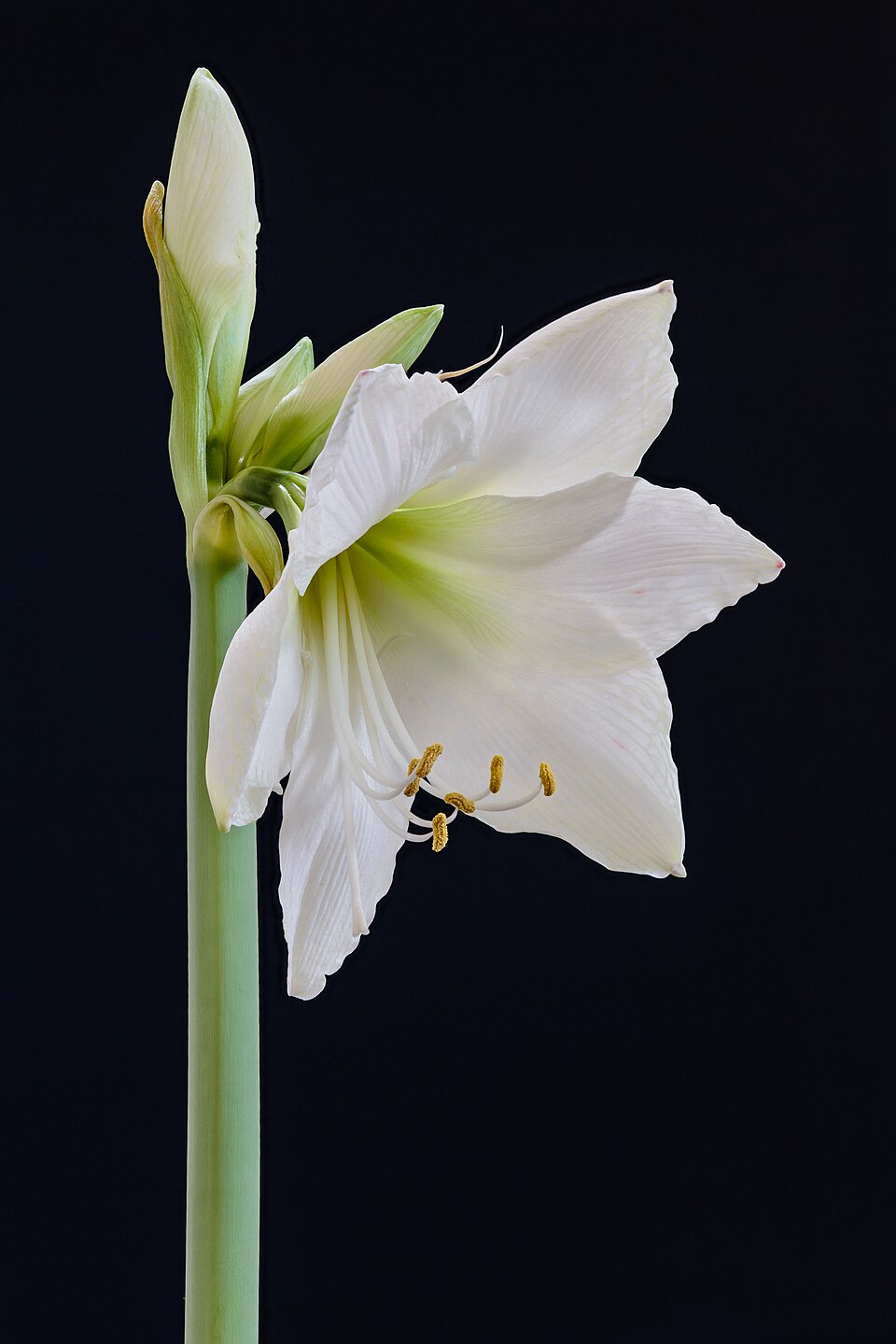 Amaryllis (Hippeastrum) (Híbridos de Hippeastrum)