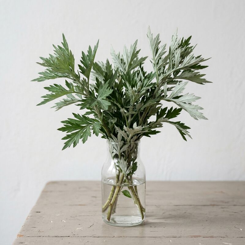 Steli recisi di Artemisia (Artemisia argyi) in un vaso di vetro