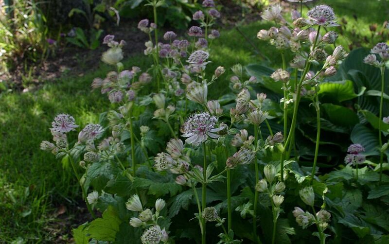 Astrantia (Astrantia Major)