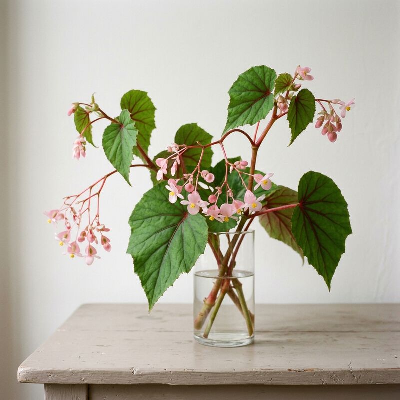 Begonia resistente (Begonia grandis) en un jarrón de vidrio