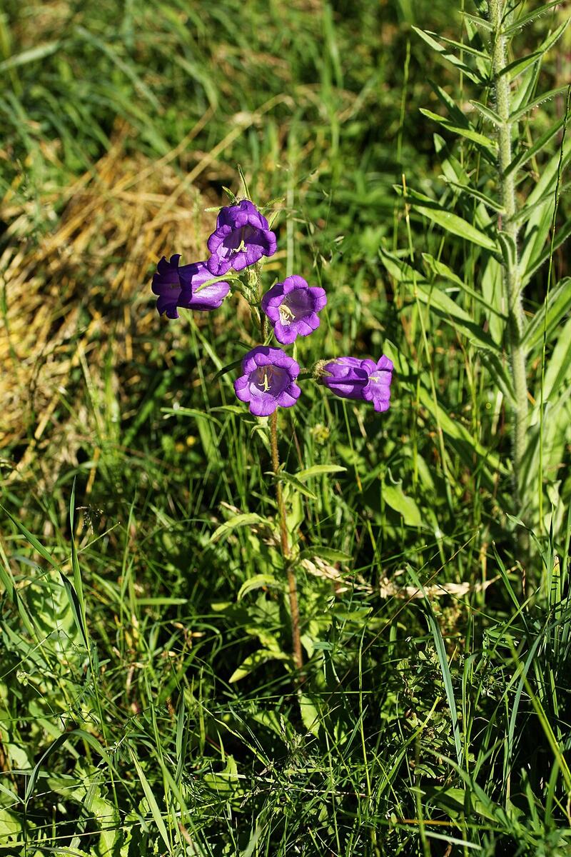 Campane di Canterbury (Campanula media)
