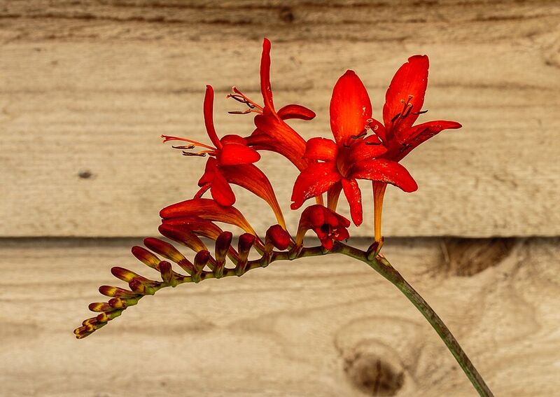 Krokosmie (Crocosmia × crocosmiiflora)