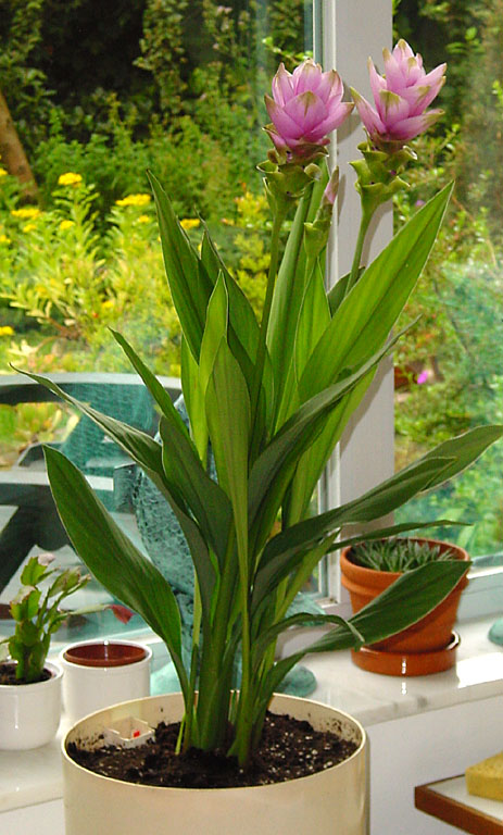 Siam-Tulpe (Curcuma) (Curcuma alismatifolia)
