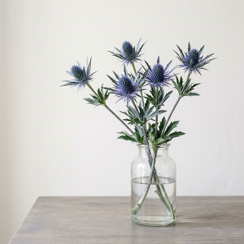 유리 꽃병에 꽂은 에린지움(Eryngium planum)
