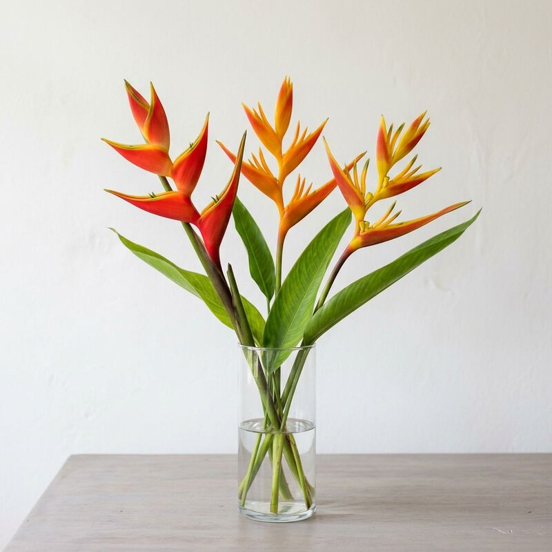 Heliconia (Heliconia) en un jarrón de vidrio