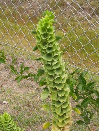 Glocken Irlands (Moluccella laevis)