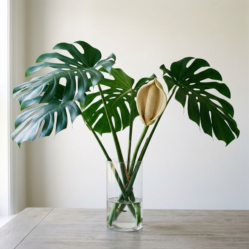 유리 꽃병에 꽂은 몬스테라 잎(Monstera deliciosa)