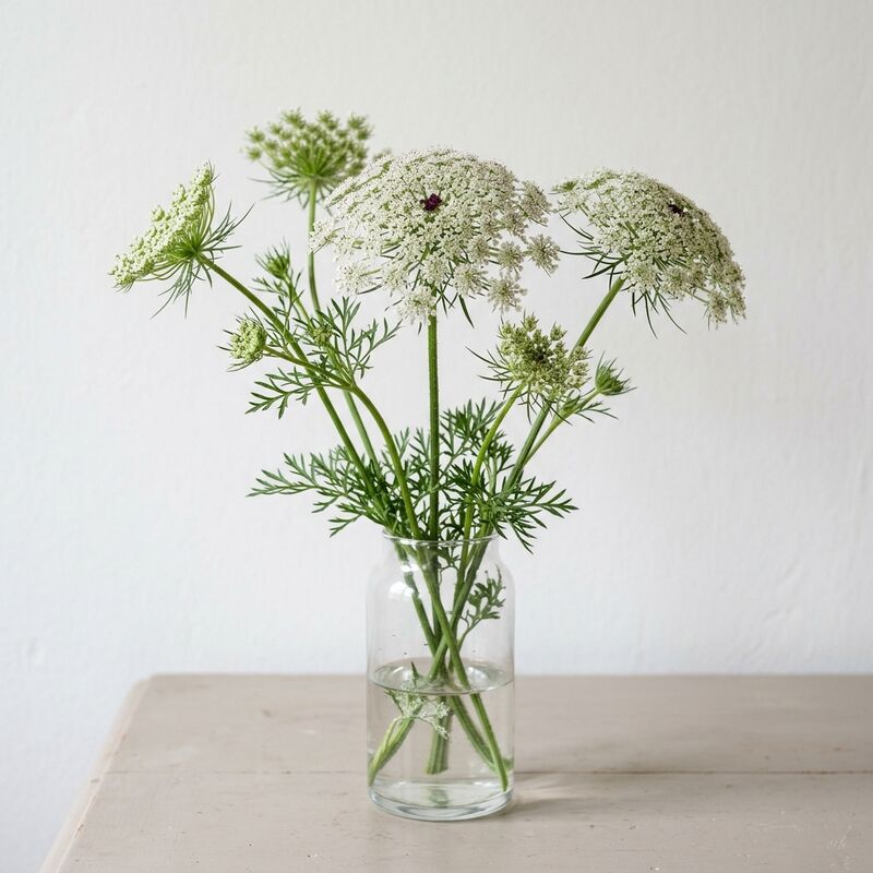 Steli recisi di Pizzo della regina Anna (Ammi majus) (Ammi majus) in un vaso di vetro