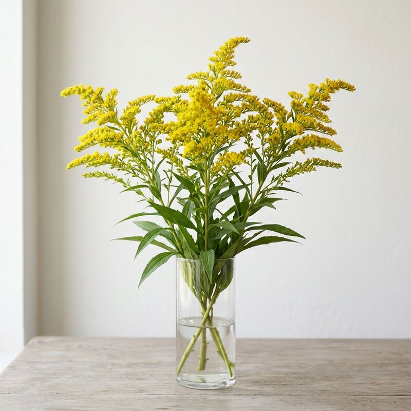Schnittstiele von Goldrute (Solidago) (Solidago) in einer Glasvase