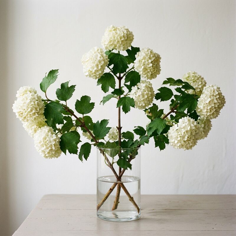 Schnittstiele von Schneeball (Viburnum) (Viburnum opulus 'Roseum') in einer Glasvase