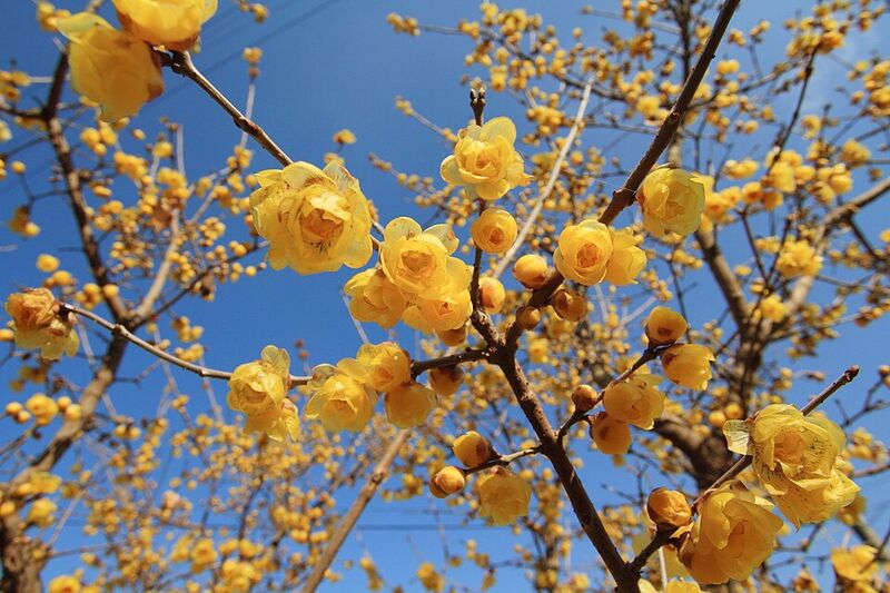 Chimonanthus praecox (Chimonanthus praecox)