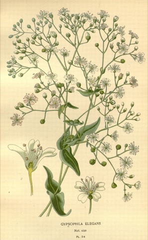 Gypsophila elegans, Favourite Flowers of Garden and Greenhouse Pl. 34 (1896)