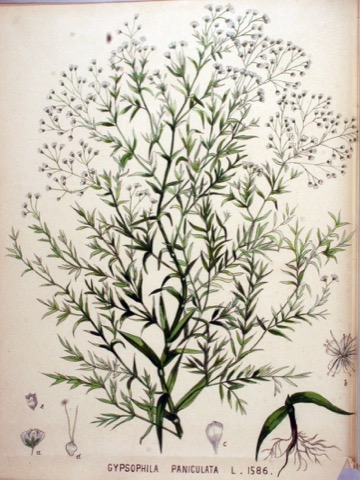 Gypsophila paniculata L., Flora Batava 1586 (1898)