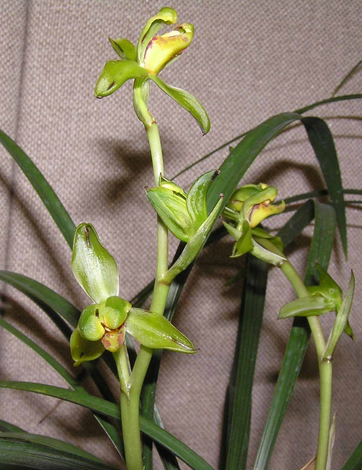 蕙兰 · Cymbidium faberi，一茎数花