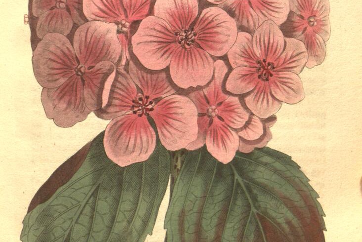 Curtis's Botanical Magazine 第 438 图（1799）· Hydrangea Hortensis，S. Edwards 绘，F. Sansom 刻