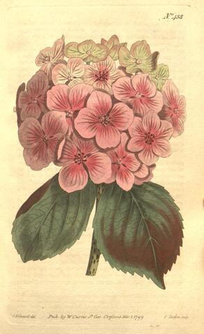 Hydrangea Hortensis (in text), Curtis's Botanical Magazine 438 (1799)