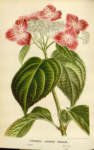 Hydrangea japonica Rosalba, Flore des serres et des jardins de l'Europe 526 (printed on plate) (1865–1867)