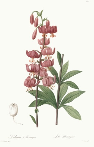 Lilium martagon, Les Liliacées 146 (1806)