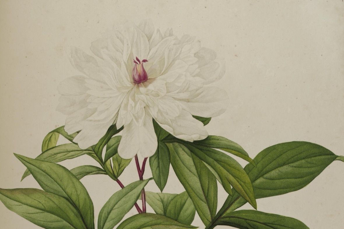 Bonpland《Description des plantes rares cultivées à Malmaison et à Navarre》第 47 图（1813）· Paeonia albiflora（今 Paeonia lactiflora）