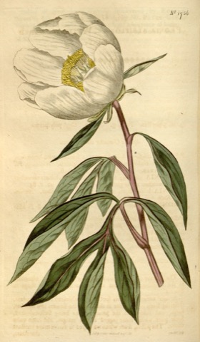 Paeonia albiflora, Curtis's Botanical Magazine 1756 (1815)