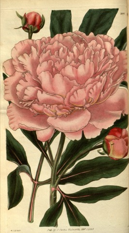 Paeonia albiflora var. rosea, Curtis's Botanical Magazine 2888 (1829)