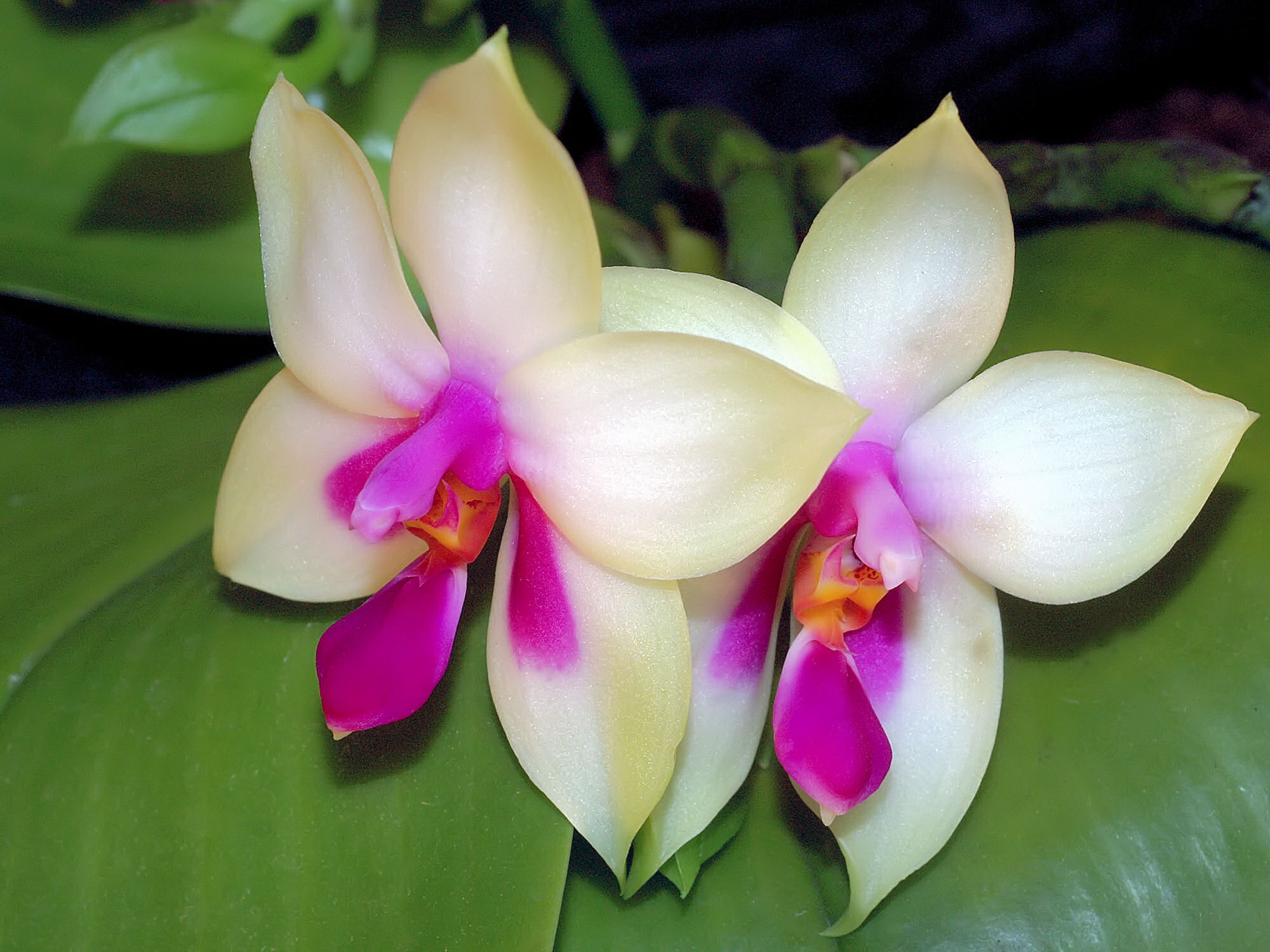Phalaenopsis bellina · 芳香原生种