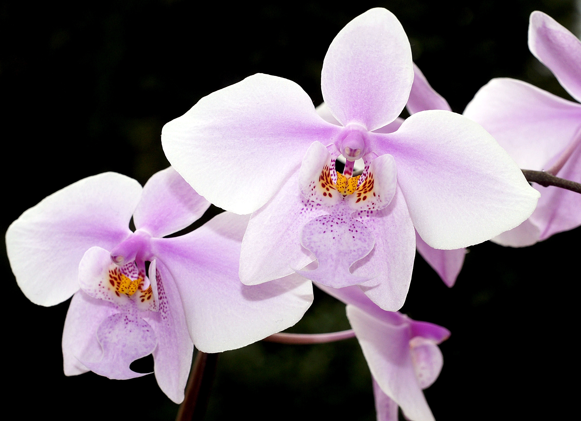 席勒蝴蝶兰 · Phalaenopsis schilleriana