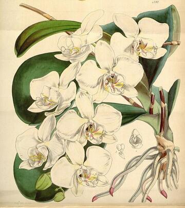 Phalaenopsis amabilis, Curtis's Botanical Magazine 4297 (1847)