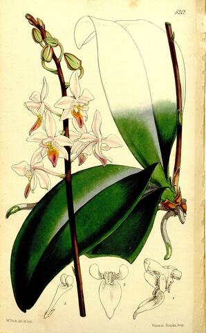 Phalaenopsis rosea, Curtis's Botanical Magazine 5212 (1860)