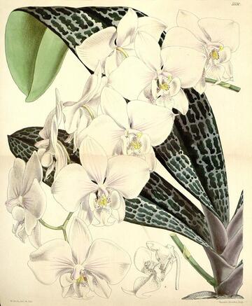 Phalaenopsis schilleriana, Curtis's Botanical Magazine 5530 (1865)