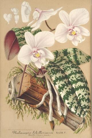 Phalaenopsis schilleriana Reichb. f., L'Illustration horticole 348 (1863)